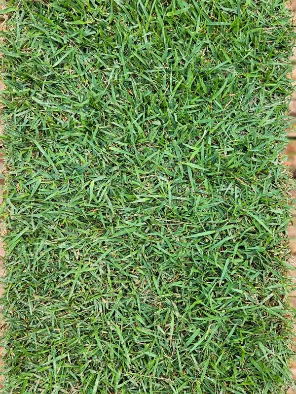 Venda de grama esmeralda Curitiba 3